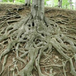 Episode 357: Plant Your Roots!