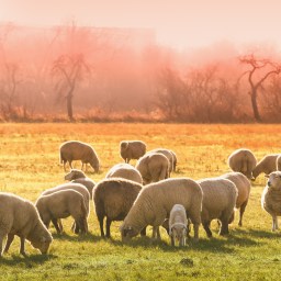 Episode 362: TendFlock